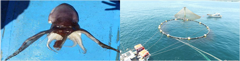 사진 1. 보라문어, 사진 2. 제주 연안 참다랑어 양식 가두리 수송 장면