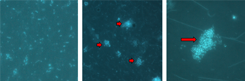 그림1.바이오플락 형태. DAPI 형광염색 현미경 사진